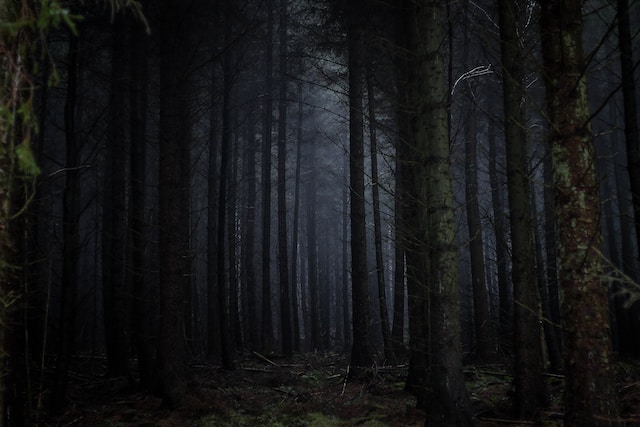 細い木が何本も立ち並ぶ暗い林